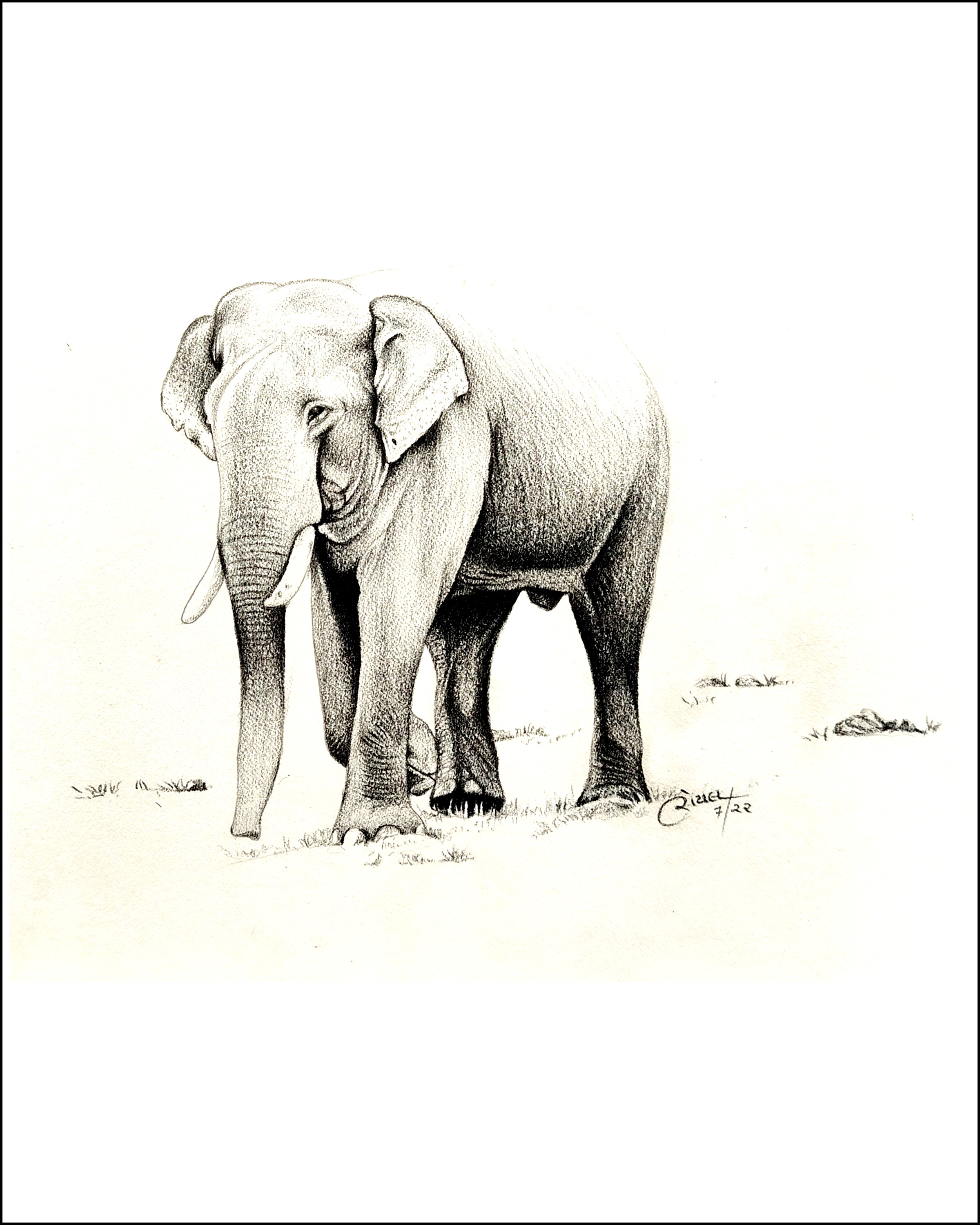 Graceful Giant